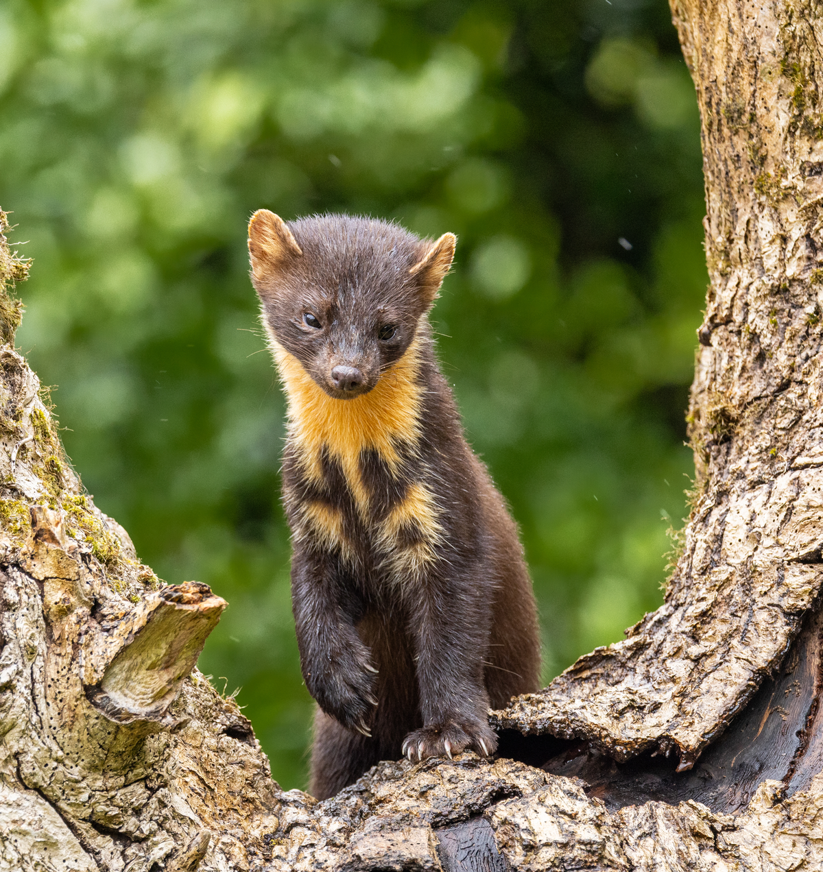 Der Baummarder im Steckbrief - Wildtiere in Europa