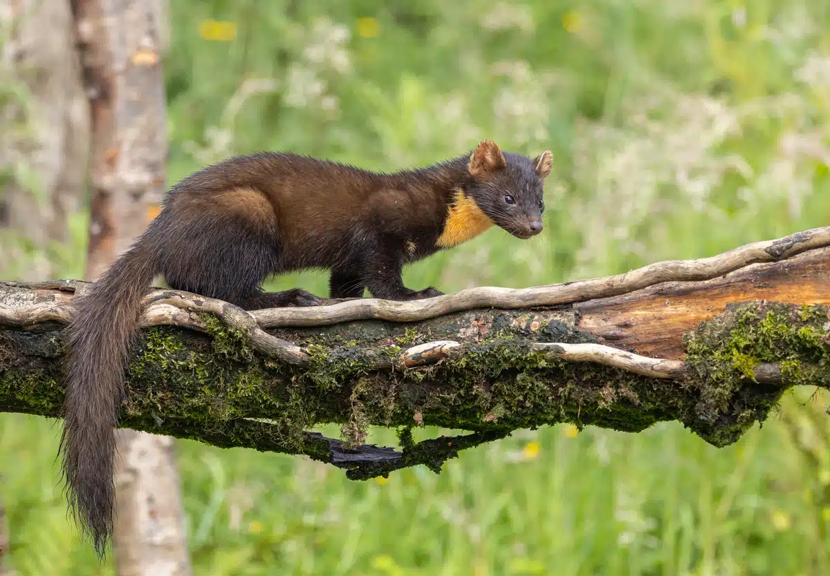 Der Baummarder im Vergleich zum Stienmarder - Wildtiere in Europa