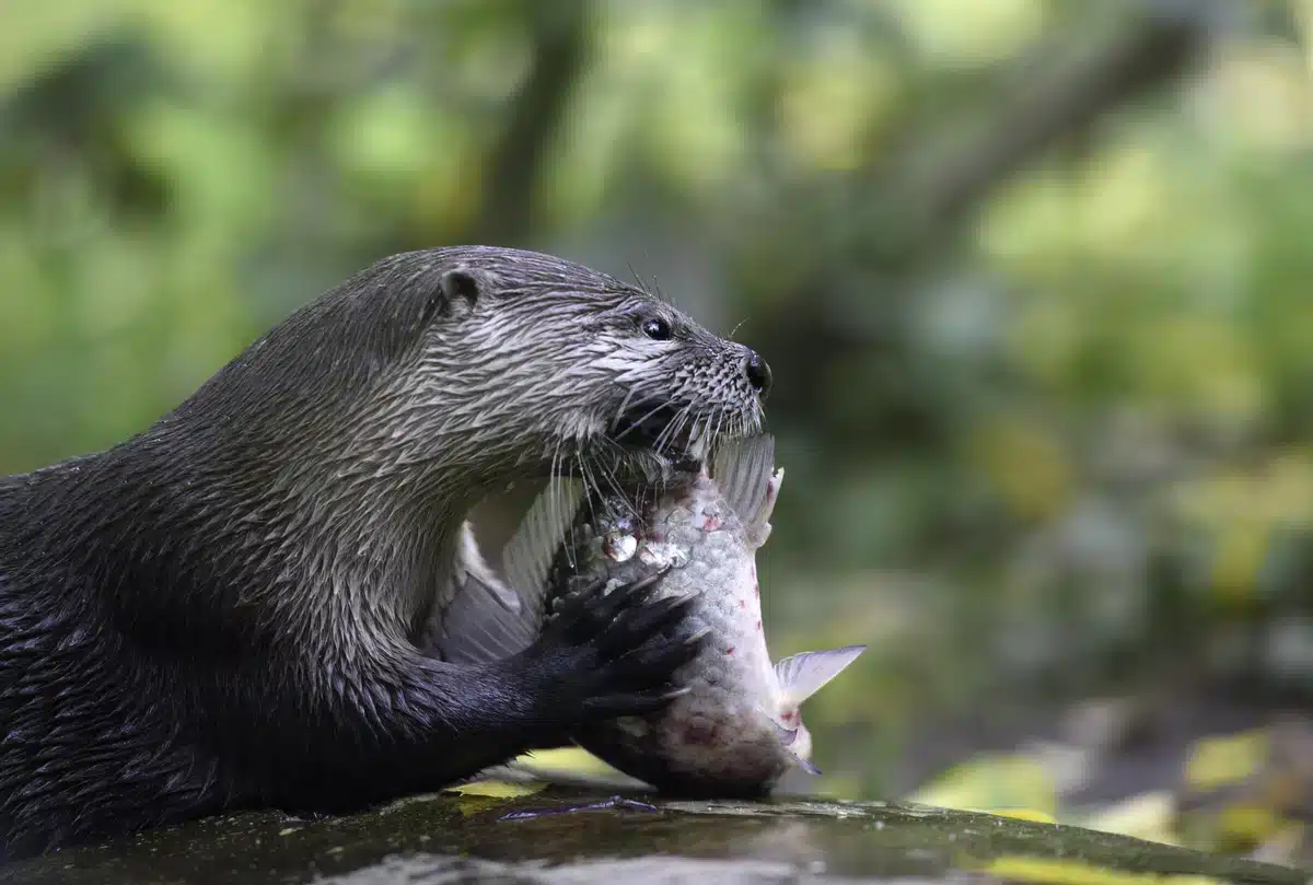 Der Fisch als Fischotter Nahrung - Wildtiere in Europa