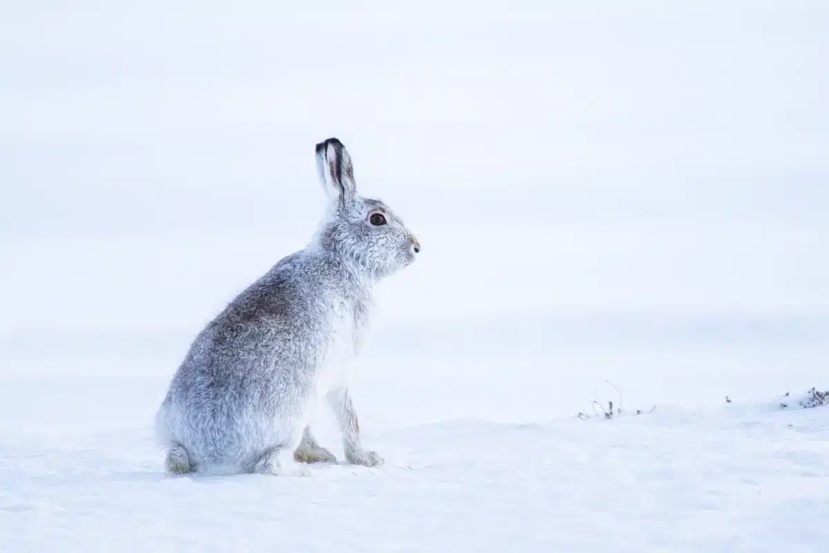 Der Lebensraum der Schneehasen - Wildtiere in Europa