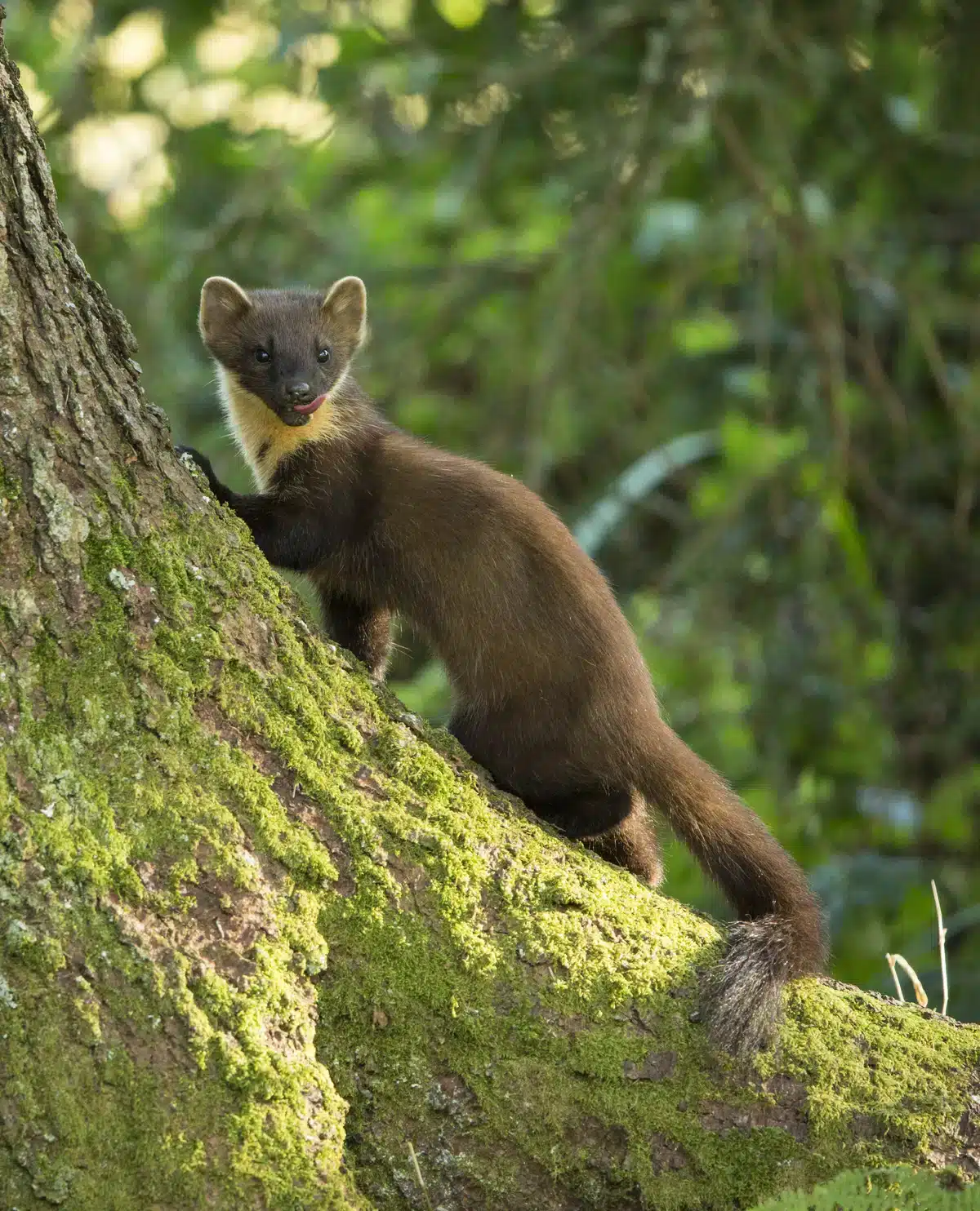 Der Lebensraum vom Baummarder - Wildtiere in Europa