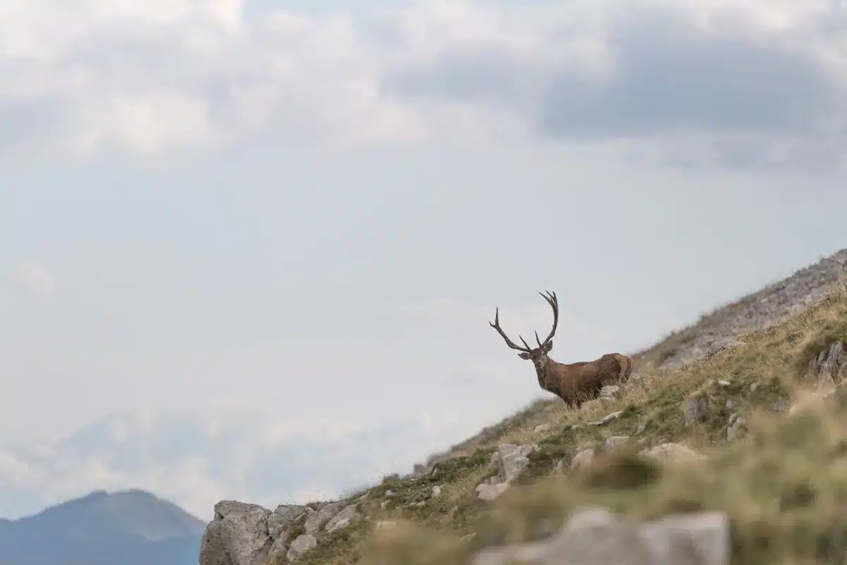 Der Lebensraum vom Rothirsch - Wildtiere in Europa
