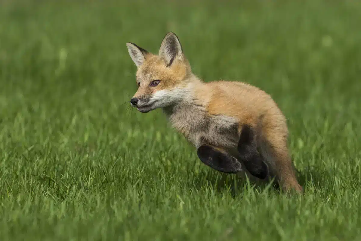 Der Rotfuchs Lebensraum - Wildtiere in Europa