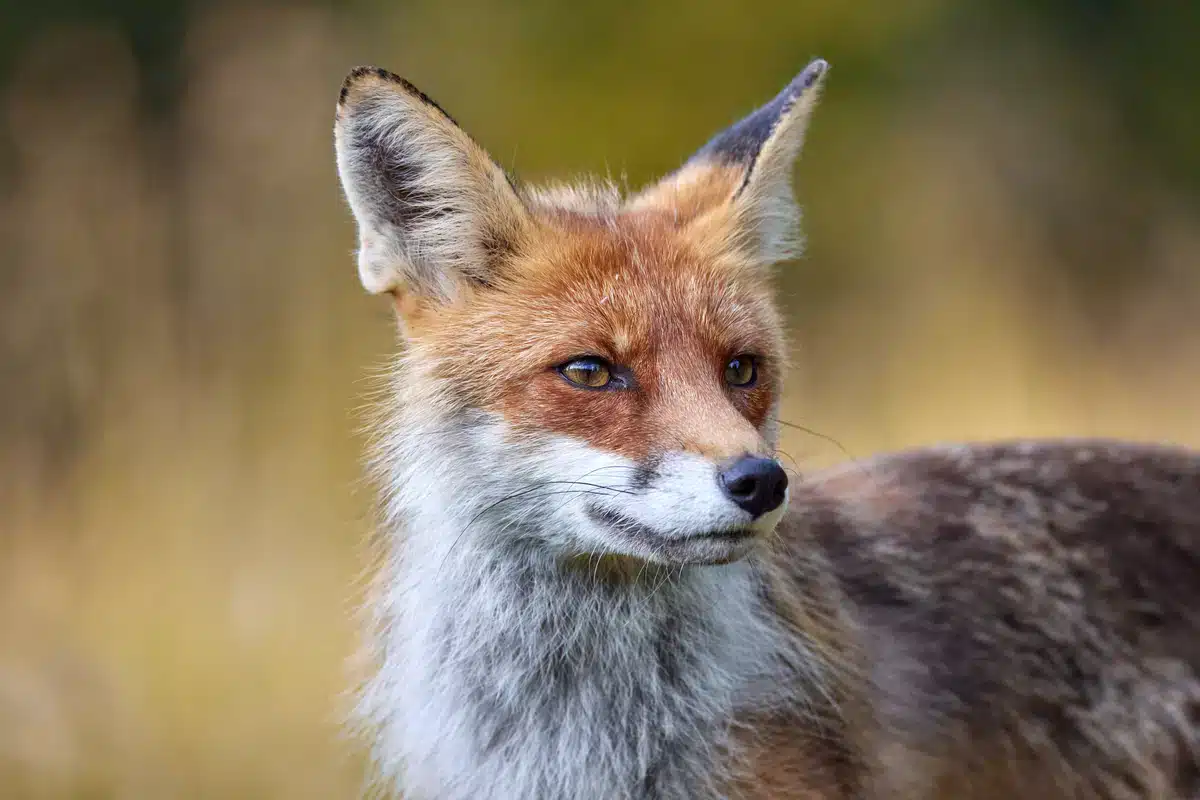 Der Rotfuchs im Steckbrief - wildtiere in Europa