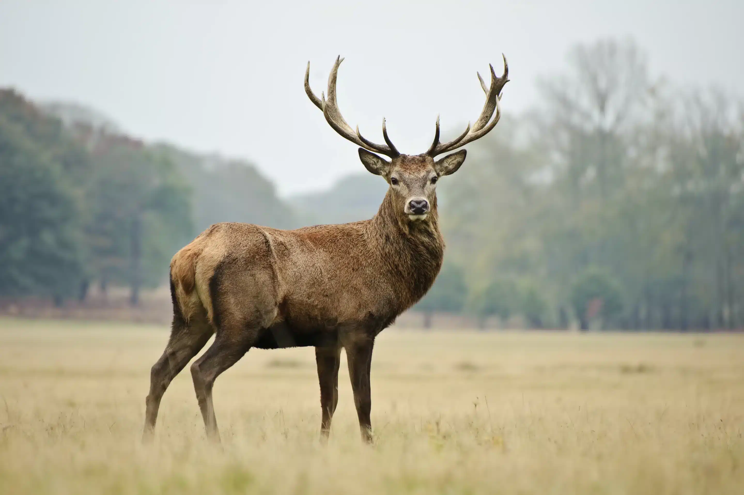 Der Rothirsch im Steckbrief - Wildtiere in Europa