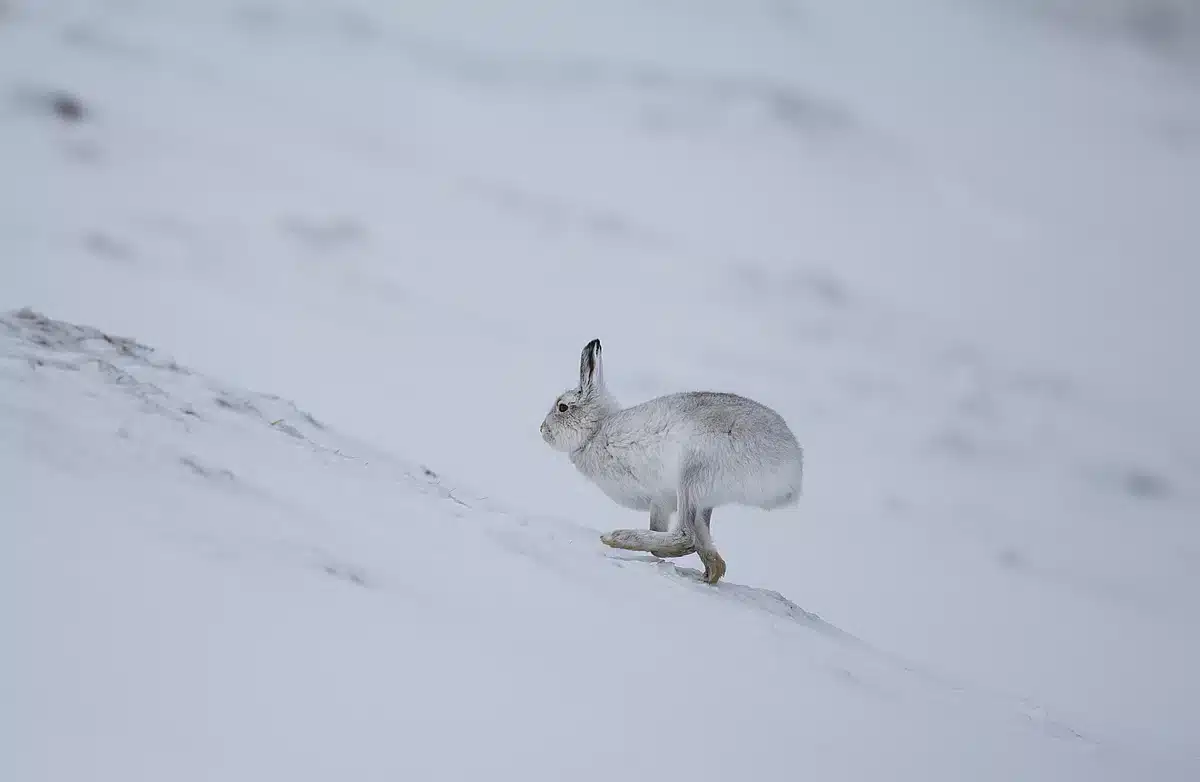 Die Feinde der Schneehasen - Wildtiere in Europa