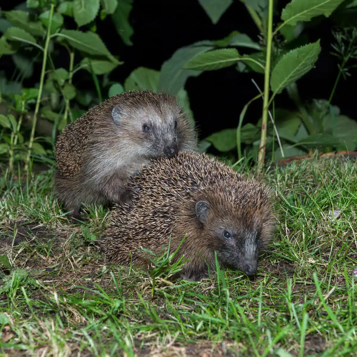 Die Igel Paarung - Wildtiere in Europa