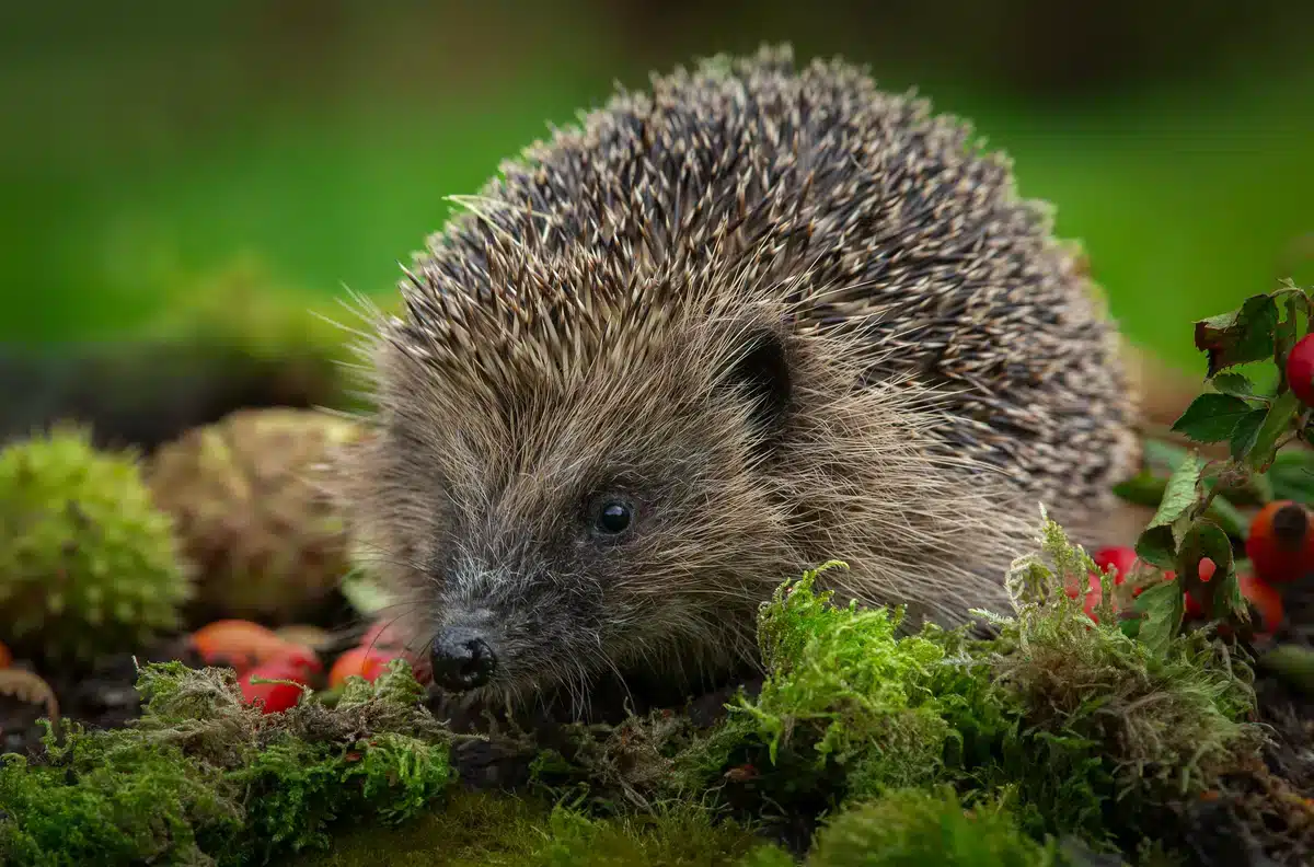 Die Igel Rufe im Garten - Wildtiere in Europa
