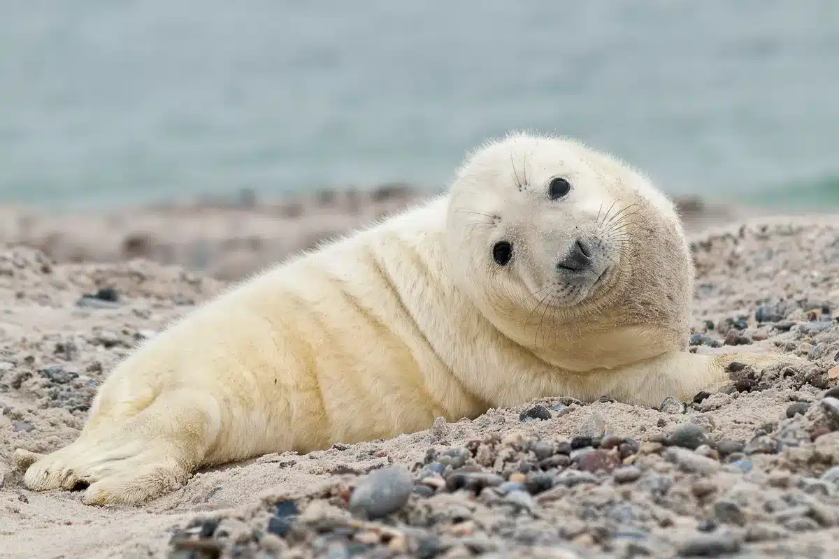 Die Kegelrobbe auf Helgoland - Wildtiere in Europa Die Kegelrobbe auf Helgoland - Wildtiere in Europa