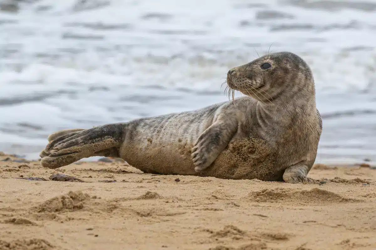 Die Ostsee Kegelrobbe - Wildtiere in Europa