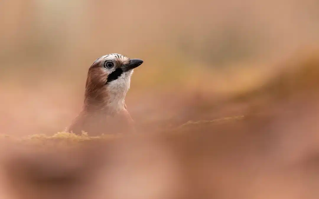 Eichelhäher Besonderheiten – ein intelligenter Waldvogel mit erstaunlichen Fähigkeiten