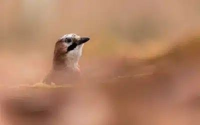 Eichelhäher Besonderheiten – ein intelligenter Waldvogel mit erstaunlichen Fähigkeiten
