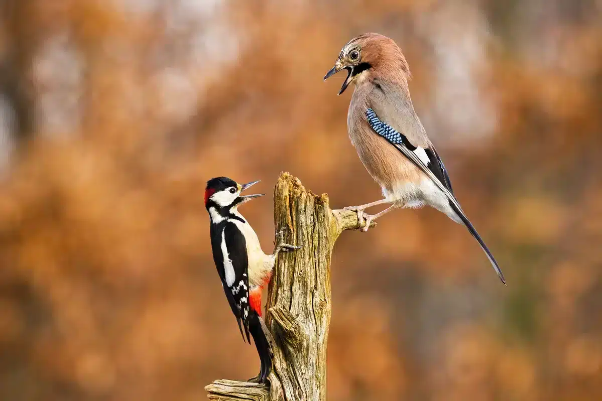 Eichelhäher Größe zum Buntspecht - Wildtiere in Europa