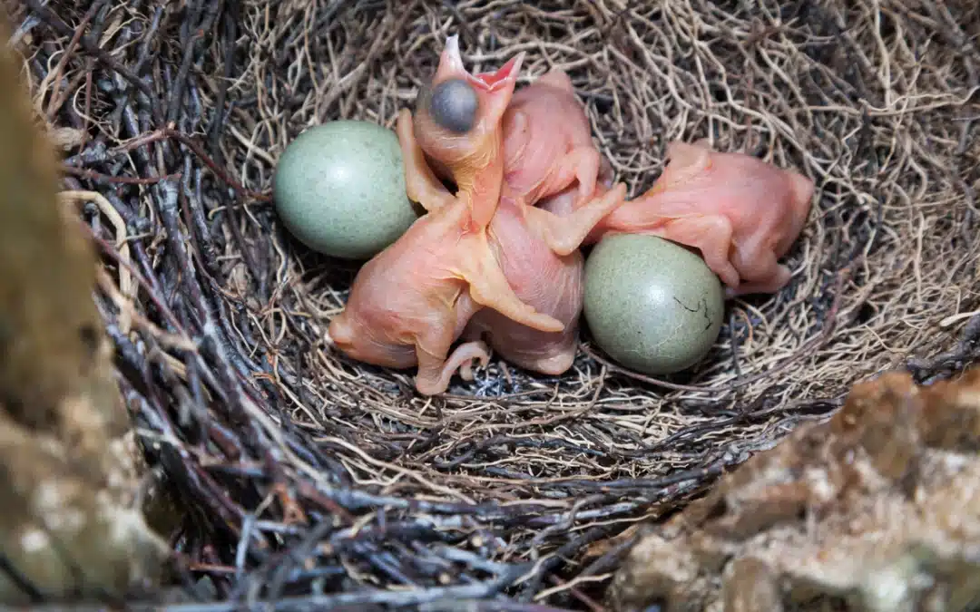 Jungvogel Eichelhäher: Entwicklung, Ernährung und was du tun kannst