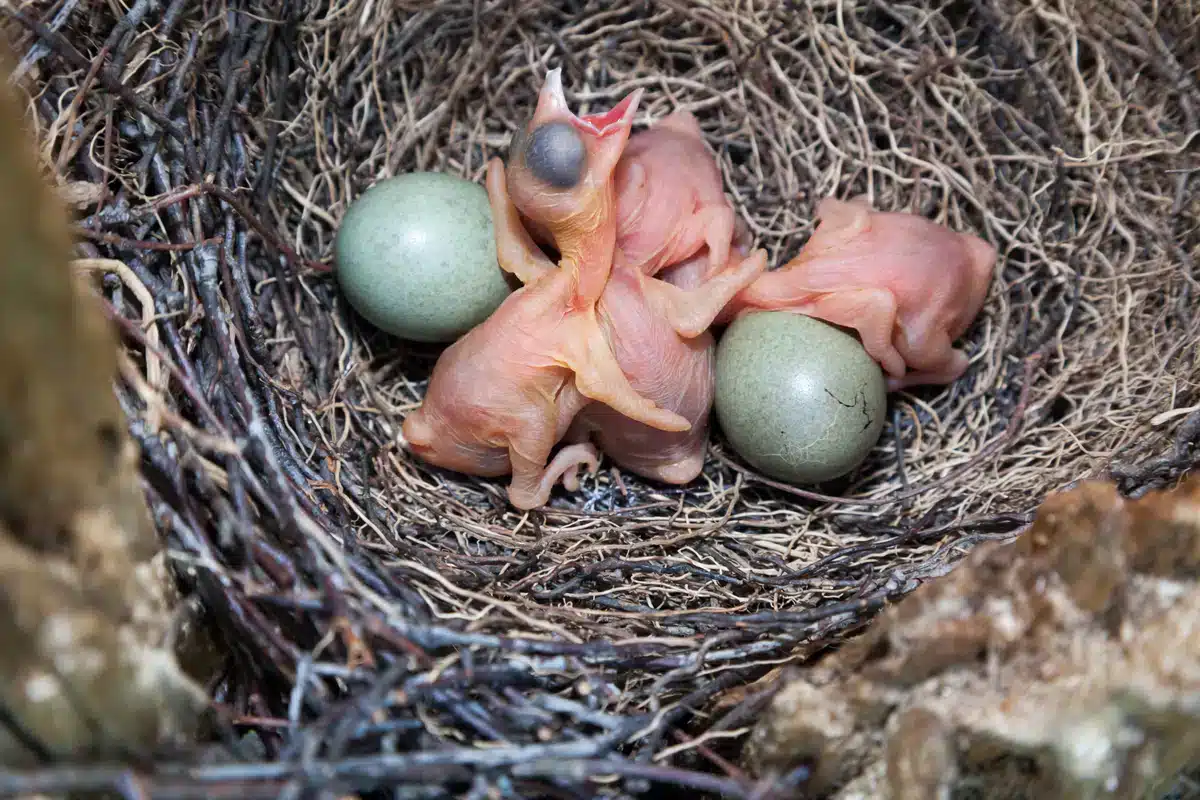 Eichelhäher Küken und Eier - Wildtiere in Europa Eichelhäher Küken und Eier - Wildtiere in Europa