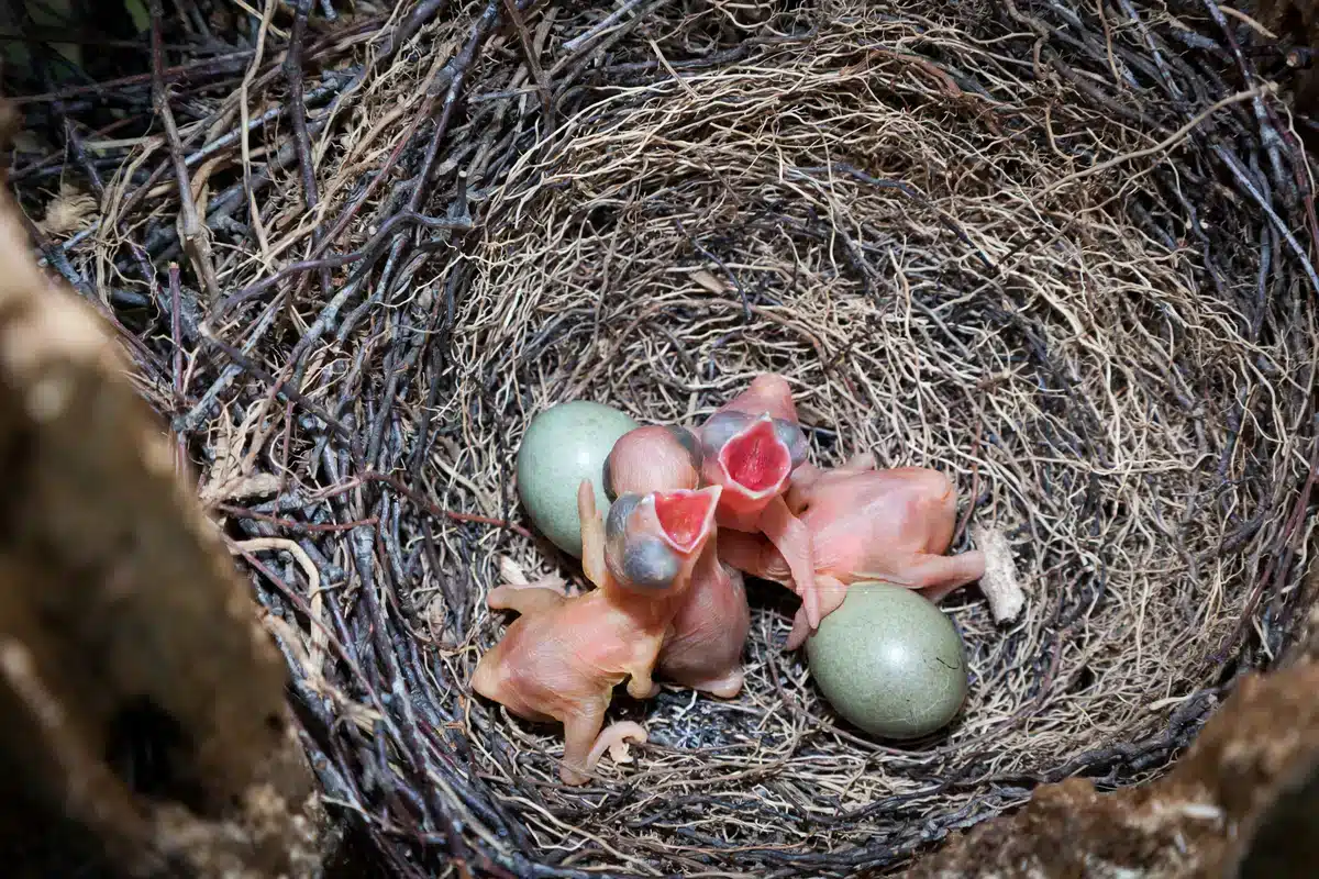 Eichelhäher Nest - Wildtiere in Europa