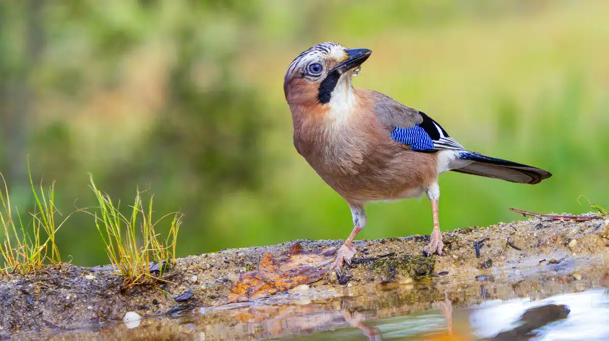 Eichelhäher ähnlicher Vogel - Wildtiere in Europa Eichelhäher ähnlicher Vogel - Wildtiere in Europa