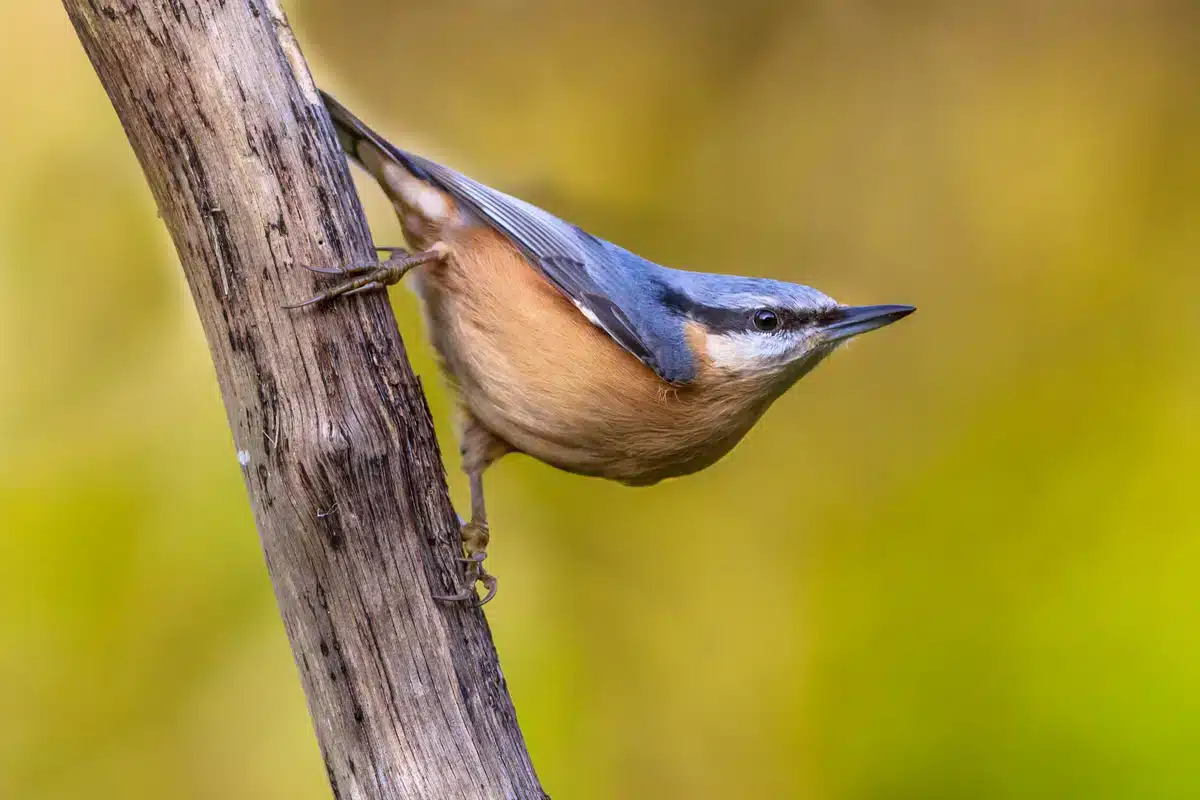 Eichelhäher ähnlicher Vogel der Kleiber - Wildtiere in Europa