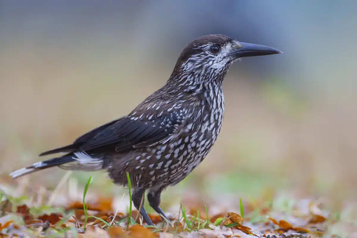 Eichelhäher ähnlicher Vogel der Tannenhäher - Wildtiere in Europa