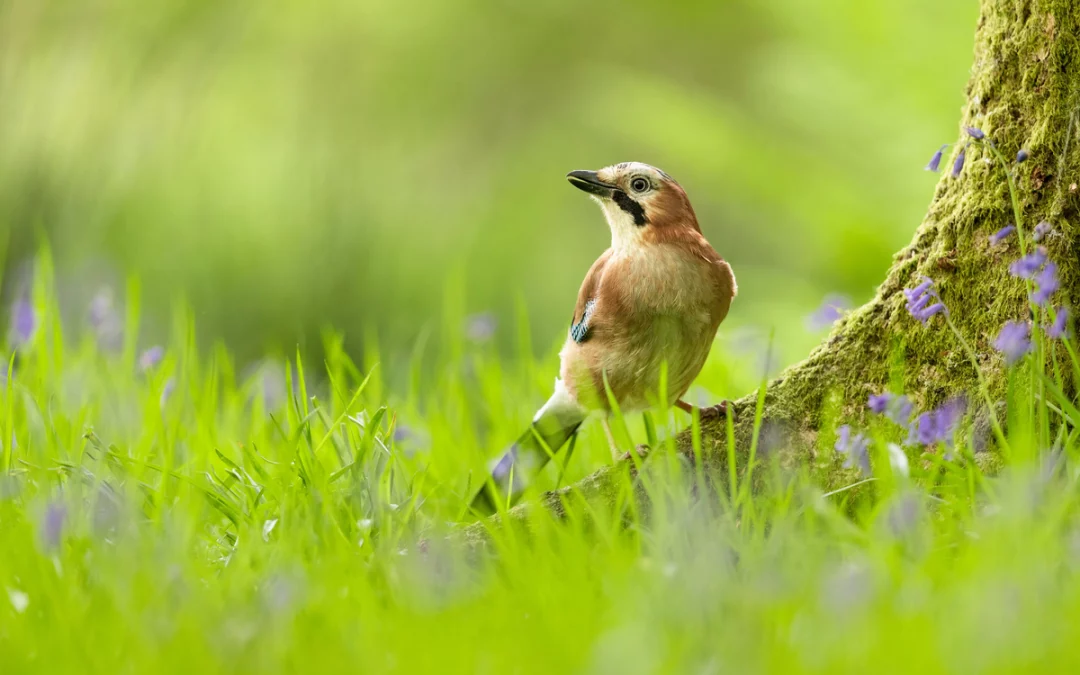 Eichelhäher im Garten: So lockst du ihn an und schützt deine Pflanzen