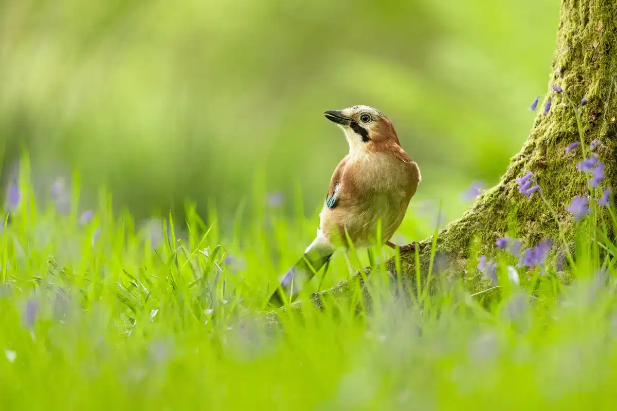 Eichelhäher im Garten - Wildtiere in Europa Eichelhäher im Garten - Wildtiere in Europa