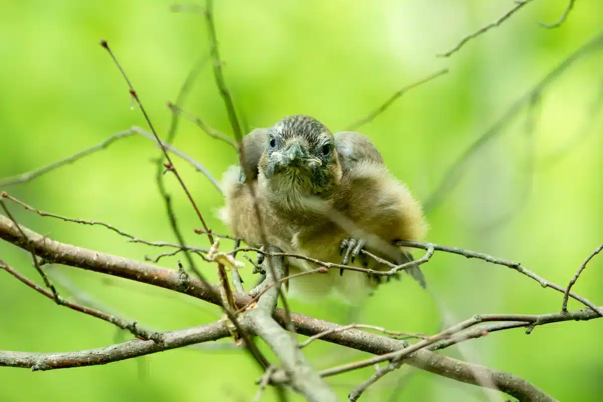 Ein Eichelhäher Küken auf einem Ast - Wildtiere in Europa