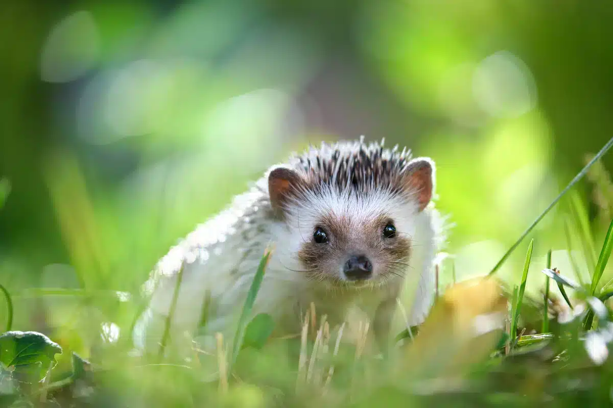 Ein Igel im Garten - Wildtiere in Europa
