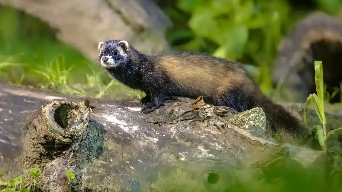 Europäischer Iltis Gewicht - Wildtiere in Europa Europäischer Iltis Gewicht - Wildtiere in Europa