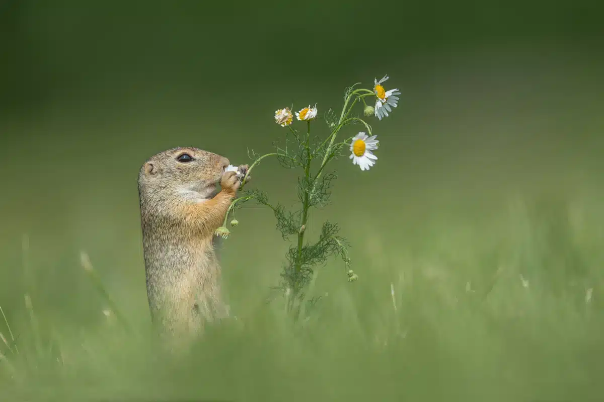 Europäischer Ziesel - Wildtiere in Europa Europäischer Ziesel - Wildtiere in Europa