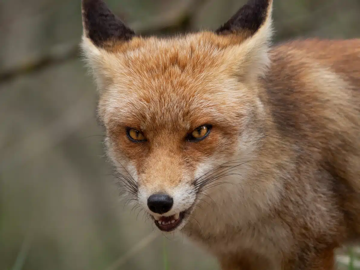 Feinde vom Rotfuchs - Wildtiere in Europa