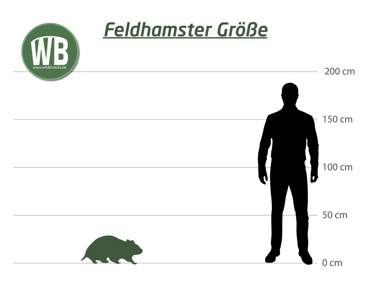 Feldhamster Größe zum Menschen - Wildtiere in Europa Feldhamster Größe zum Menschen - Wildtiere in Europa