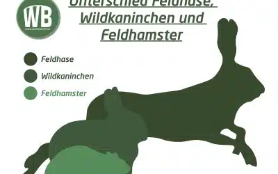 Feldhamster Größenvergleich – Ein umfassender Überblick