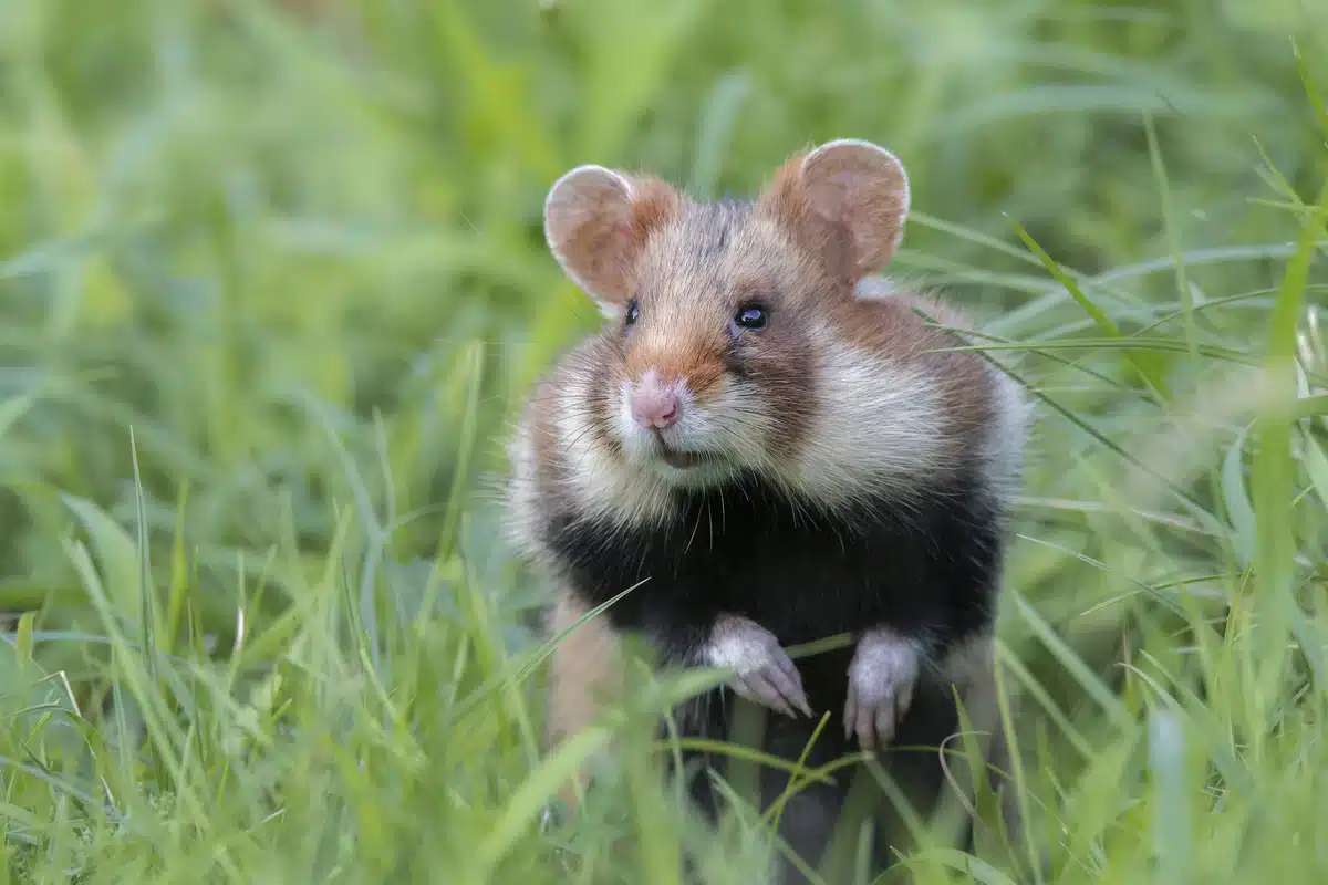 Feldhamster Winterschlaf - Wildtiere in Europa