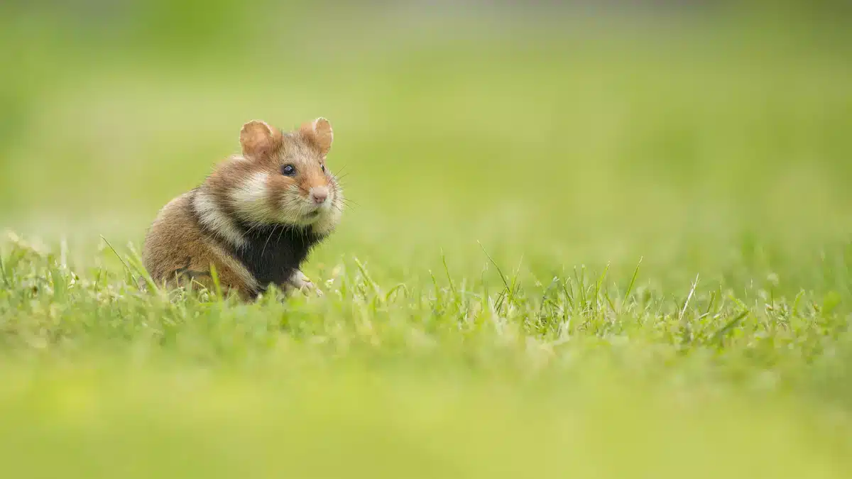 Feldhamster im Garten was tun - Wildtiere in Europa