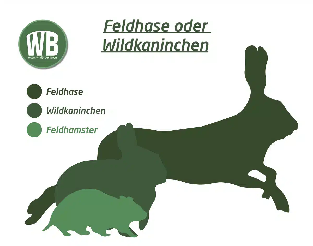 Feldhase oder Wildkaninchen - Wildtiere in Europa