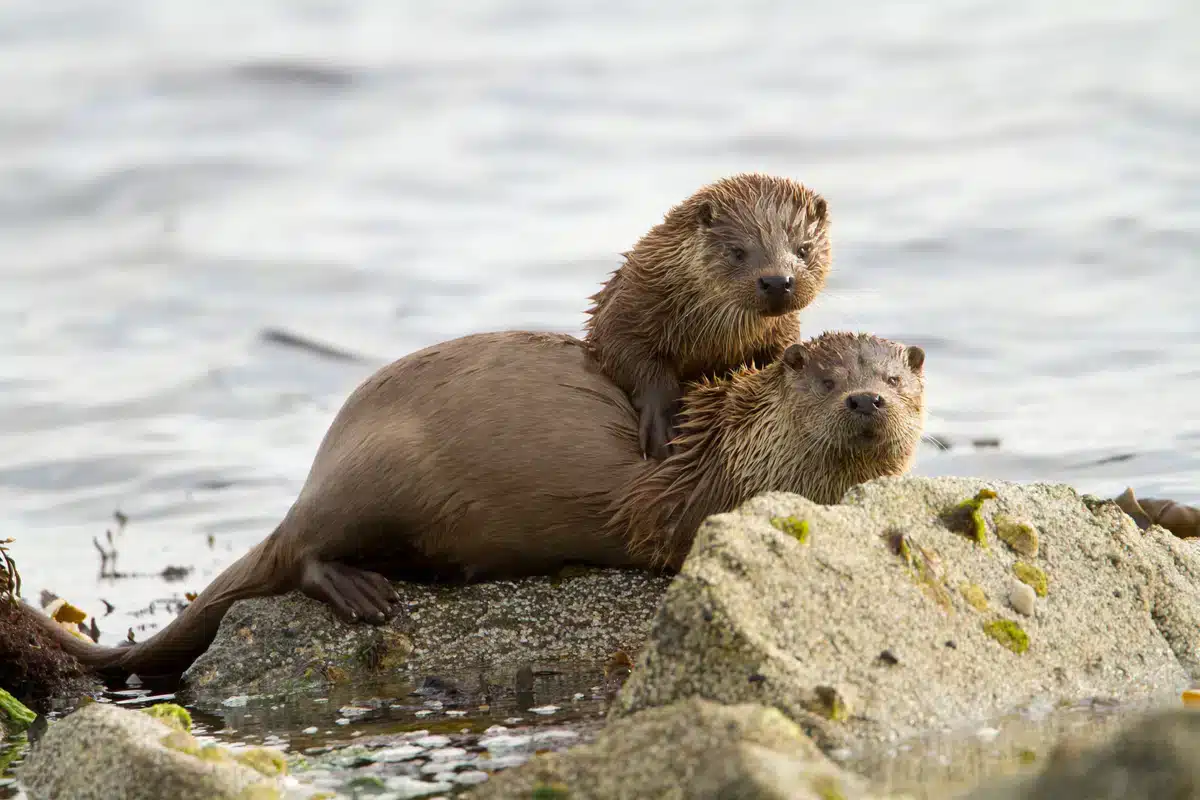 Fischotter Spuren - Wildtiere in Europa