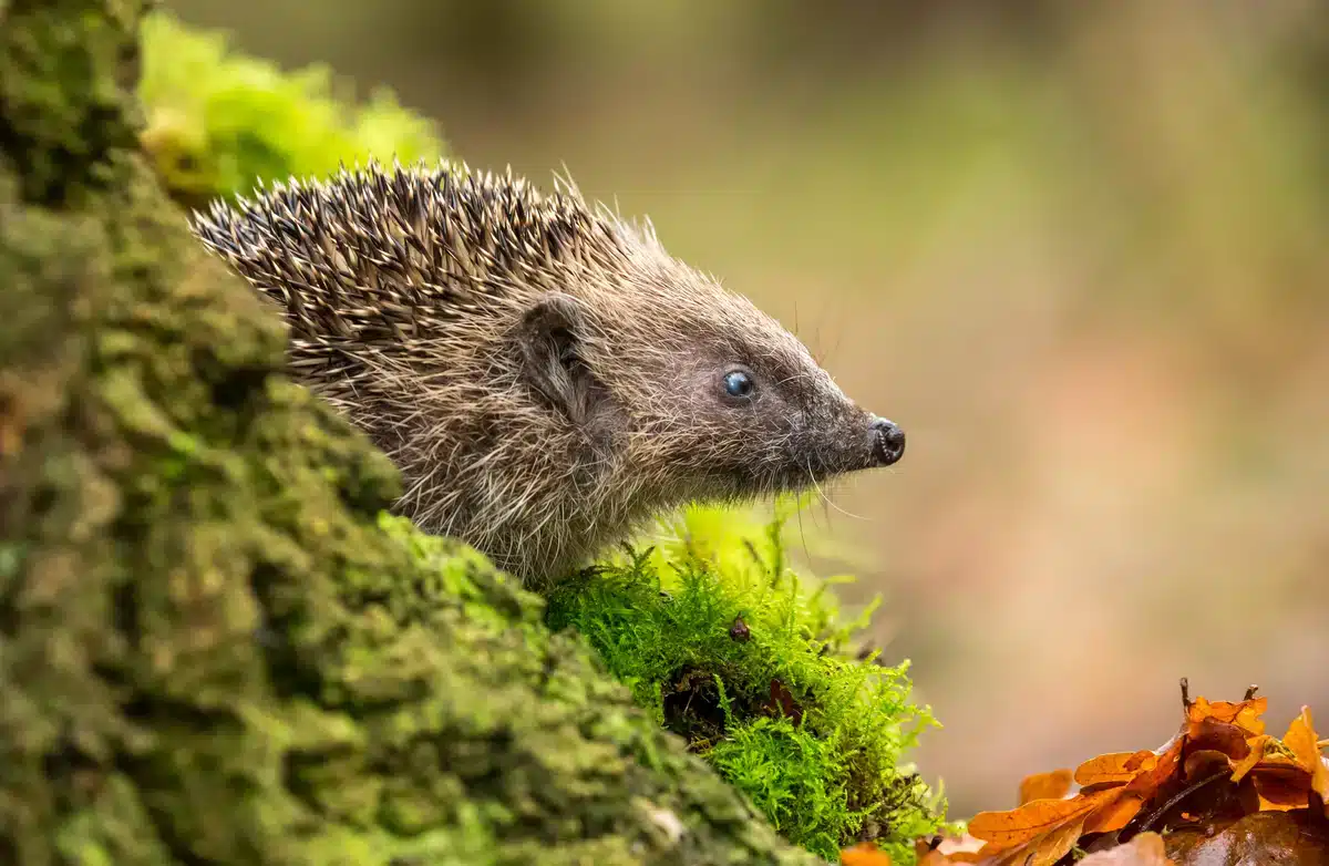 Fressen Igel Mäuse - Wildtiere in Europa Fressen Igel Mäuse - Wildtiere in Europa