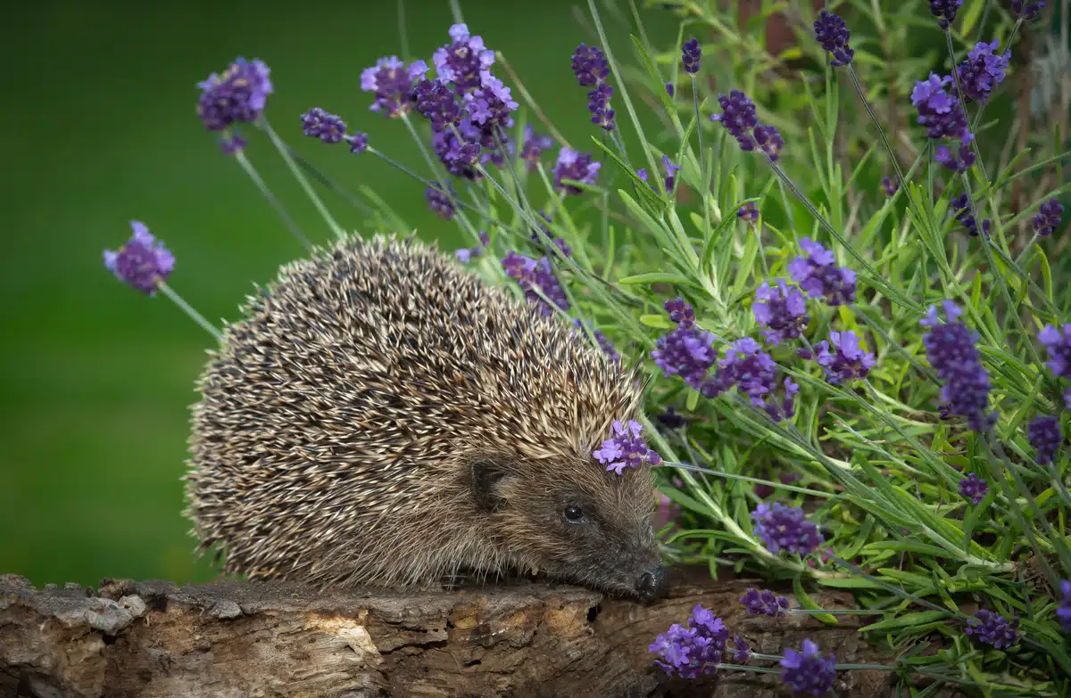 Fressen Igel Schnecken - Wildtiere in Europa