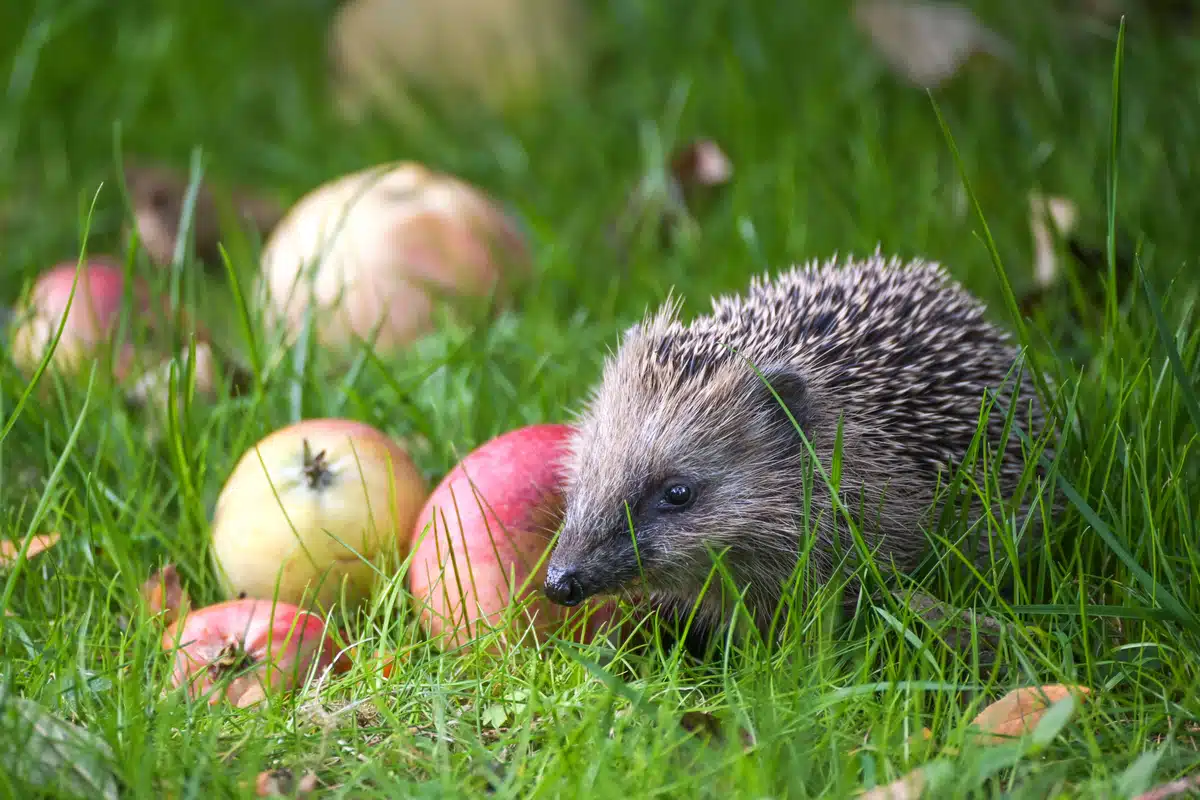 Wann ist die Igel Paarungszeit - Wildtiere in Europa