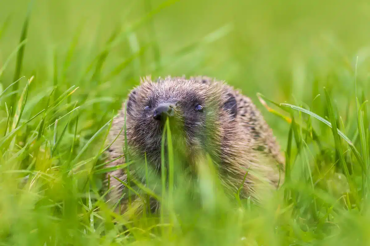 Fressen Igel eigentlich Mäuse - Wildtiere in Europa