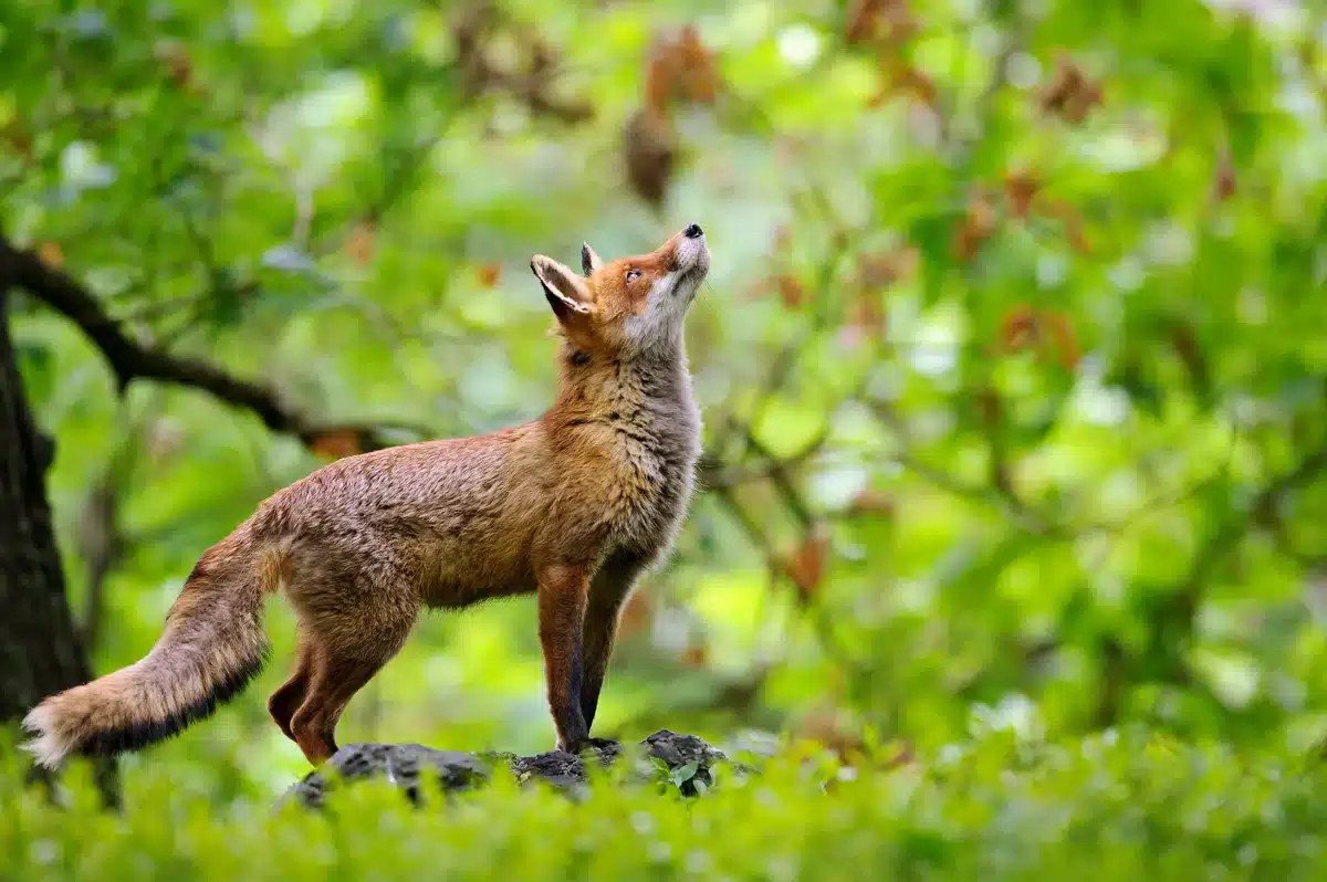 Fuchs weiblich - Wildtiere in Europa Fuchs weiblich - Wildtiere in Europa