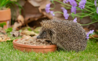 Futter für Igel – Was sie wirklich fressen dürfen
