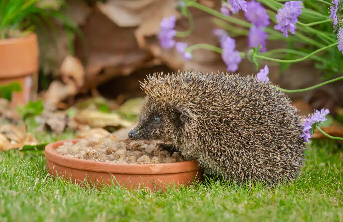 Futter Igel - Wildtiere in Europa