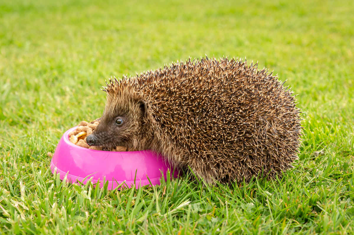 Futter für Igel - Wildtiere in Europa