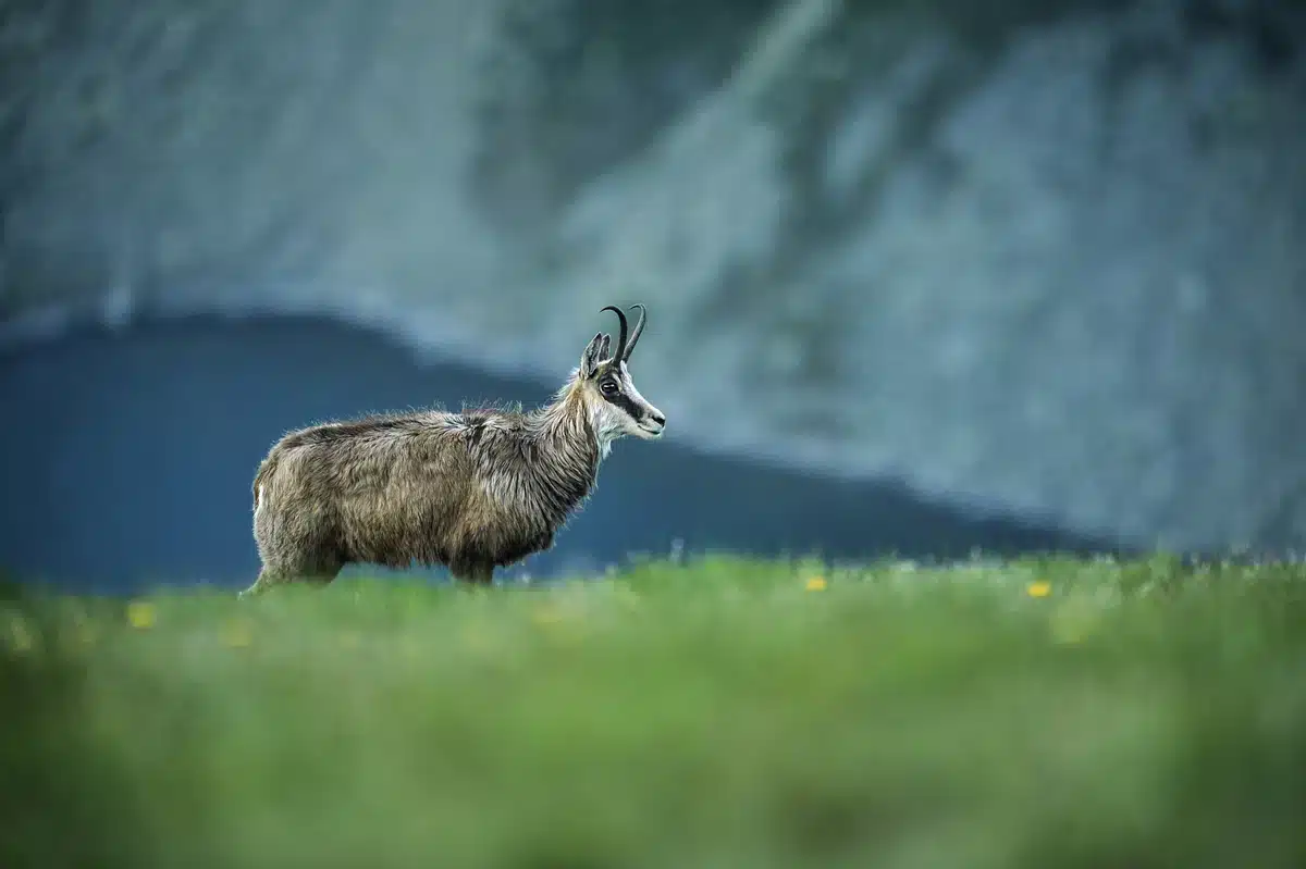 Gams Schweiz - Wildtiere in Europa Gams Schweiz - Wildtiere in Europa