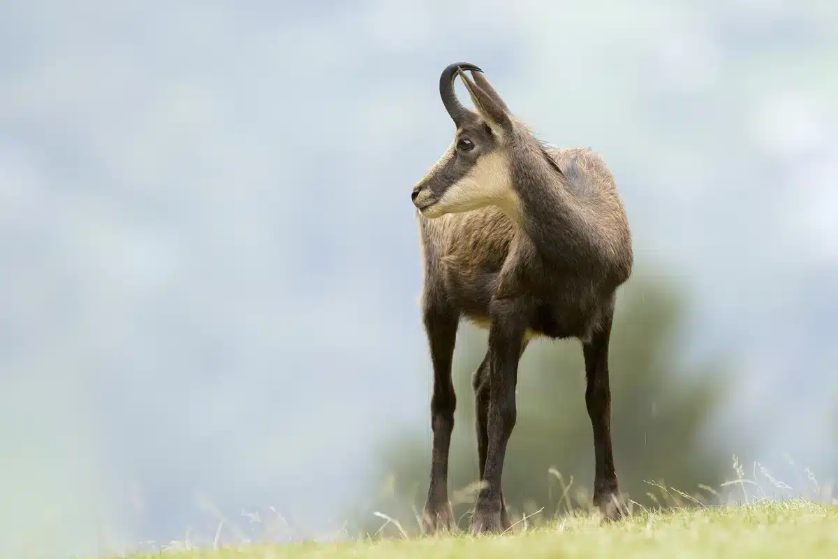 Gams männlich weiblich Unterschied - Wildtiere in Europa Gams männlich weiblich Unterschied - Wildtiere in Europa