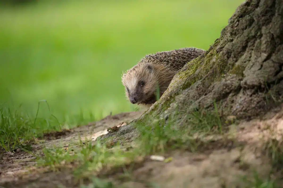 Garten für Igel - Wildteire in Europa