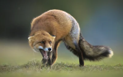 Geräusche Fuchs