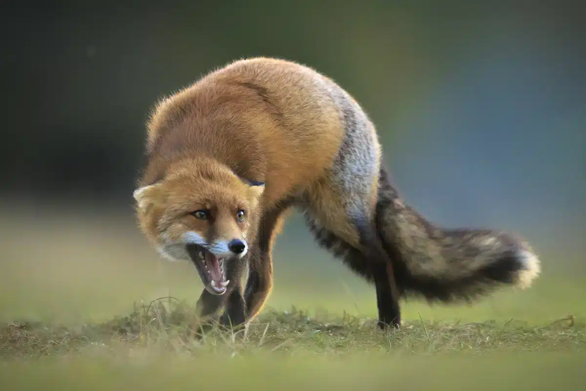 Geräusche Fuchs - Wildtiere in Europa