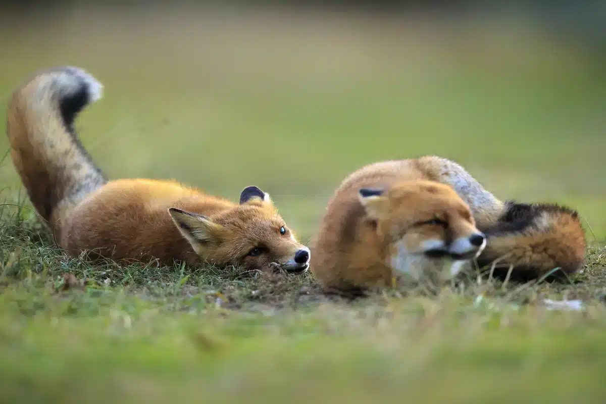 Geräusche vom Fuchs - Wildtiere in Europa